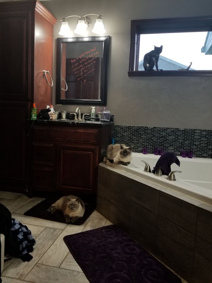 Pet Owners Who Have 3 Or More Pets, Share Your Pics With Us Pet Owners Who Have 3 Or More Pets, Share Your Pics With Us