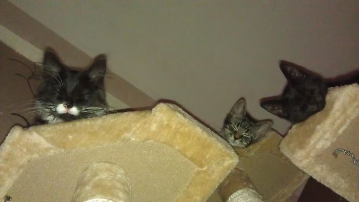 Pet Owners Who Have 3 Or More Pets, Share Your Pics With Us Pet Owners Who Have 3 Or More Pets, Share Your Pics With Us