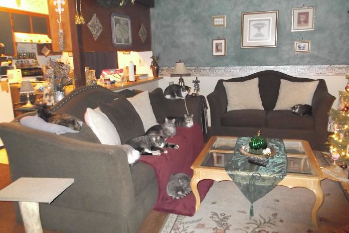 Pet Owners Who Have 3 Or More Pets, Share Your Pics With Us Pet Owners Who Have 3 Or More Pets, Share Your Pics With Us