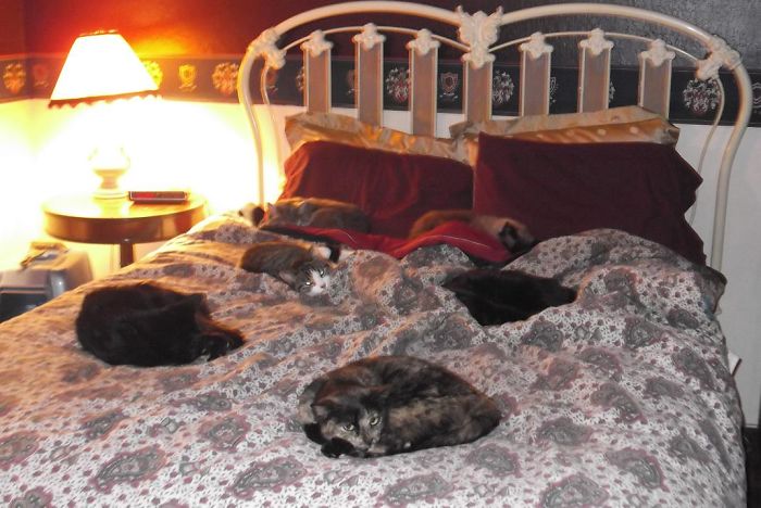 Pet Owners Who Have 3 Or More Pets, Share Your Pics With Us Pet Owners Who Have 3 Or More Pets, Share Your Pics With Us