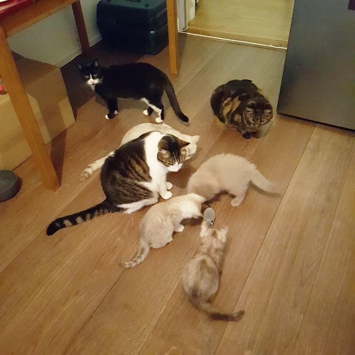 Pet Owners Who Have 3 Or More Pets, Share Your Pics With Us Pet Owners Who Have 3 Or More Pets, Share Your Pics With Us