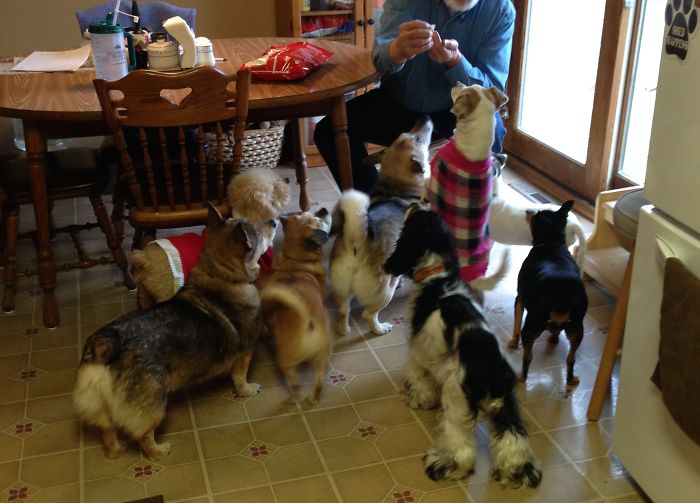 Pet Owners Who Have 3 Or More Pets, Share Your Pics With Us Pet Owners Who Have 3 Or More Pets, Share Your Pics With Us