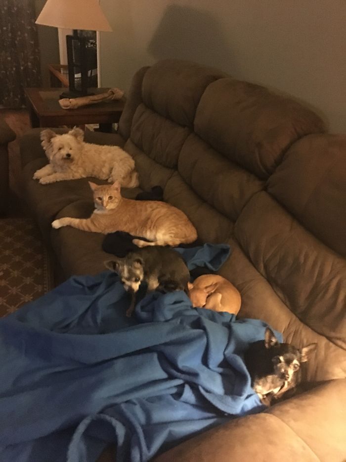 Pet Owners Who Have 3 Or More Pets, Share Your Pics With Us Pet Owners Who Have 3 Or More Pets, Share Your Pics With Us