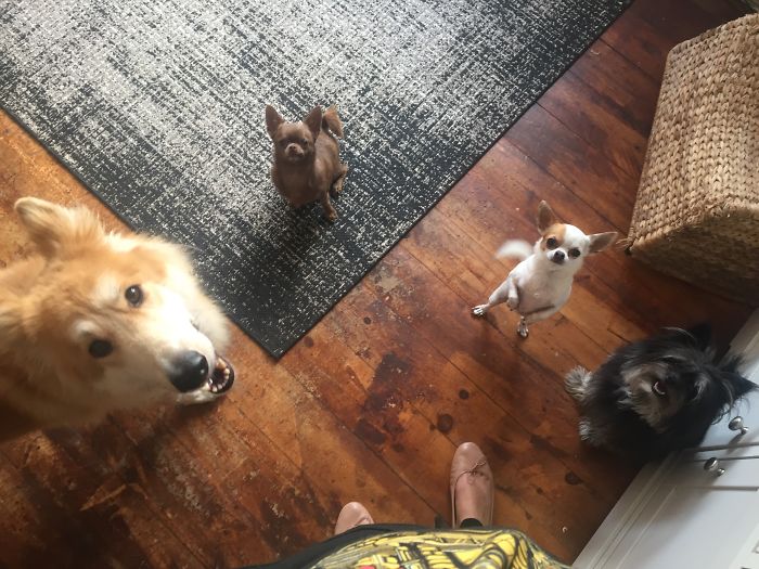 Pet Owners Who Have 3 Or More Pets, Share Your Pics With Us Pet Owners Who Have 3 Or More Pets, Share Your Pics With Us