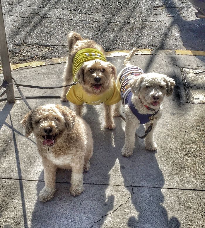 Pet Owners Who Have 3 Or More Pets, Share Your Pics With Us Pet Owners Who Have 3 Or More Pets, Share Your Pics With Us