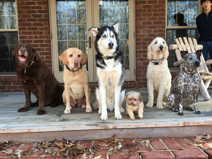 Pet Owners Who Have 3 Or More Pets, Share Your Pics With Us Pet Owners Who Have 3 Or More Pets, Share Your Pics With Us