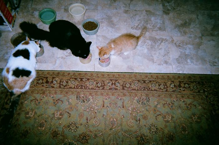 Pet Owners Who Have 3 Or More Pets, Share Your Pics With Us Pet Owners Who Have 3 Or More Pets, Share Your Pics With Us