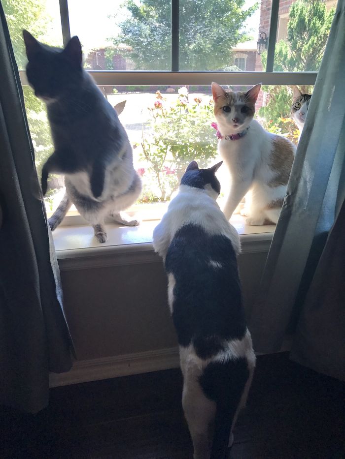 Pet Owners Who Have 3 Or More Pets, Share Your Pics With Us Pet Owners Who Have 3 Or More Pets, Share Your Pics With Us