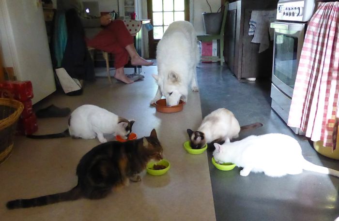 Pet Owners Who Have 3 Or More Pets, Share Your Pics With Us Pet Owners Who Have 3 Or More Pets, Share Your Pics With Us