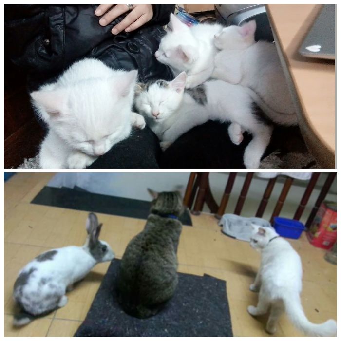 Pet Owners Who Have 3 Or More Pets, Share Your Pics With Us Pet Owners Who Have 3 Or More Pets, Share Your Pics With Us