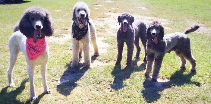 Pet Owners Who Have 3 Or More Pets, Share Your Pics With Us Pet Owners Who Have 3 Or More Pets, Share Your Pics With Us