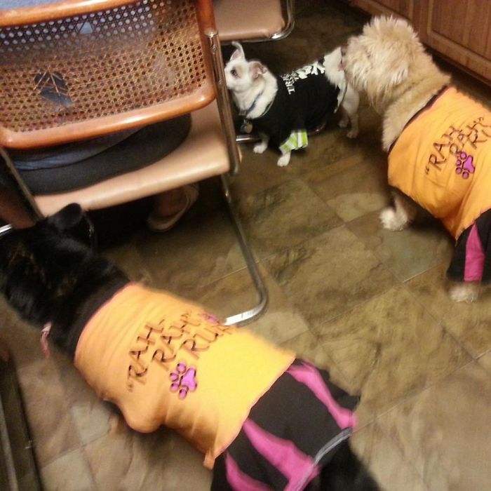 Pet Owners Who Have 3 Or More Pets, Share Your Pics With Us Pet Owners Who Have 3 Or More Pets, Share Your Pics With Us