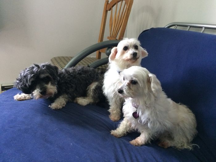 Pet Owners Who Have 3 Or More Pets, Share Your Pics With Us Pet Owners Who Have 3 Or More Pets, Share Your Pics With Us