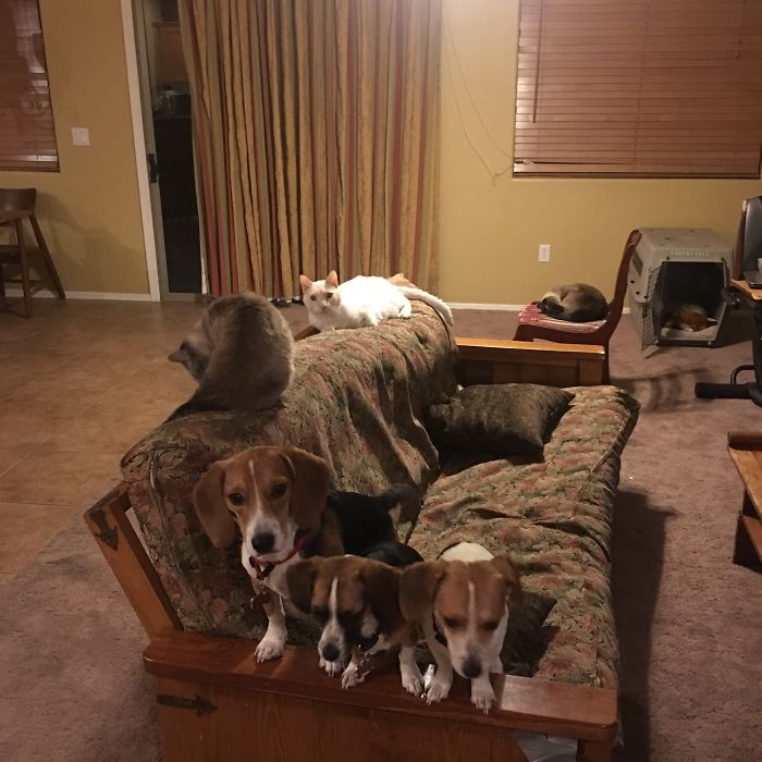 Pet Owners Who Have 3 Or More Pets, Share Your Pics With Us Pet Owners Who Have 3 Or More Pets, Share Your Pics With Us