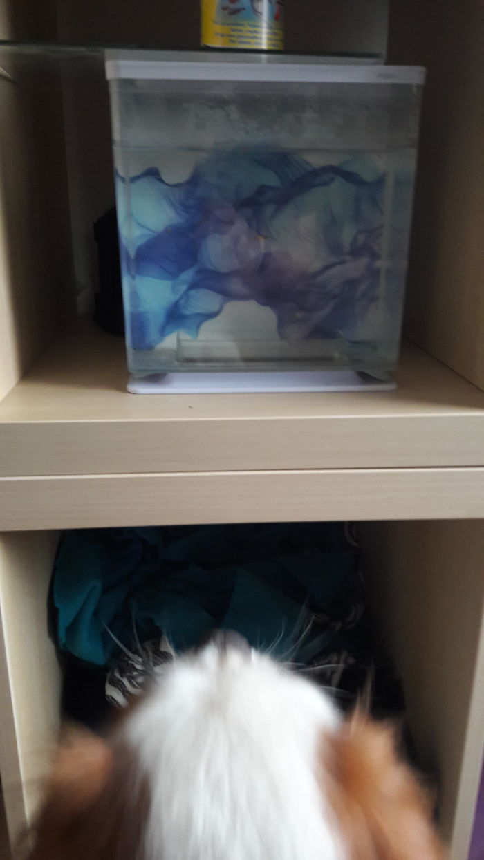 Pet Owners Who Have 3 Or More Pets, Share Your Pics With Us Pet Owners Who Have 3 Or More Pets, Share Your Pics With Us