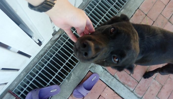 Pet Owners Who Have 3 Or More Pets, Share Your Pics With Us Pet Owners Who Have 3 Or More Pets, Share Your Pics With Us