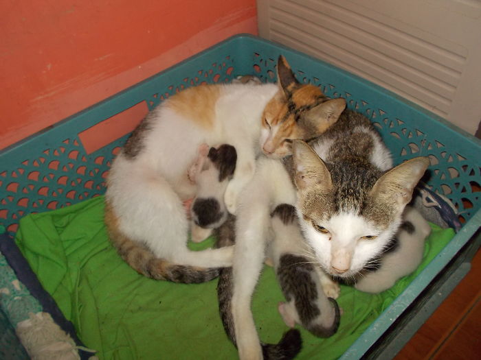 Pet Owners Who Have 3 Or More Pets, Share Your Pics With Us Pet Owners Who Have 3 Or More Pets, Share Your Pics With Us