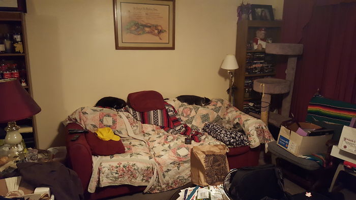 Pet Owners Who Have 3 Or More Pets, Share Your Pics With Us Pet Owners Who Have 3 Or More Pets, Share Your Pics With Us