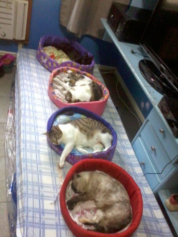 Pet Owners Who Have 3 Or More Pets, Share Your Pics With Us Pet Owners Who Have 3 Or More Pets, Share Your Pics With Us