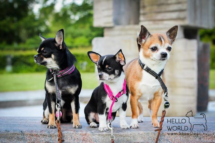 Pet Owners Who Have 3 Or More Pets, Share Your Pics With Us Pet Owners Who Have 3 Or More Pets, Share Your Pics With Us