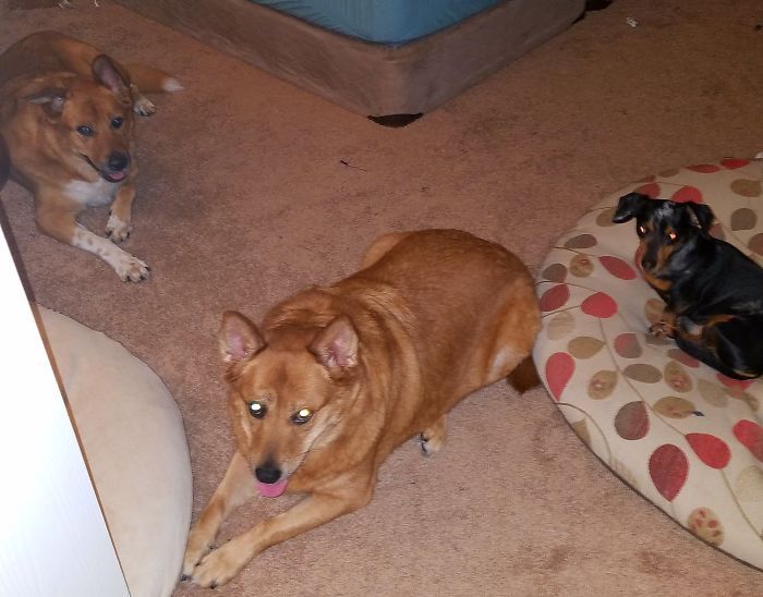 Pet Owners Who Have 3 Or More Pets, Share Your Pics With Us Pet Owners Who Have 3 Or More Pets, Share Your Pics With Us