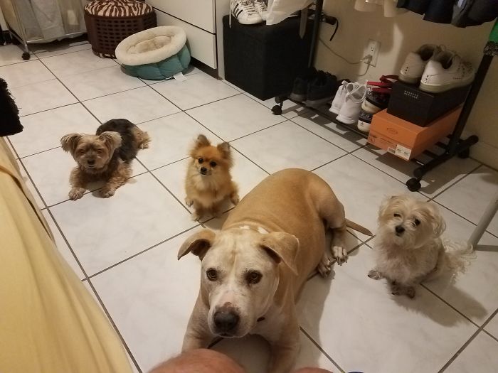 Pet Owners Who Have 3 Or More Pets, Share Your Pics With Us Pet Owners Who Have 3 Or More Pets, Share Your Pics With Us