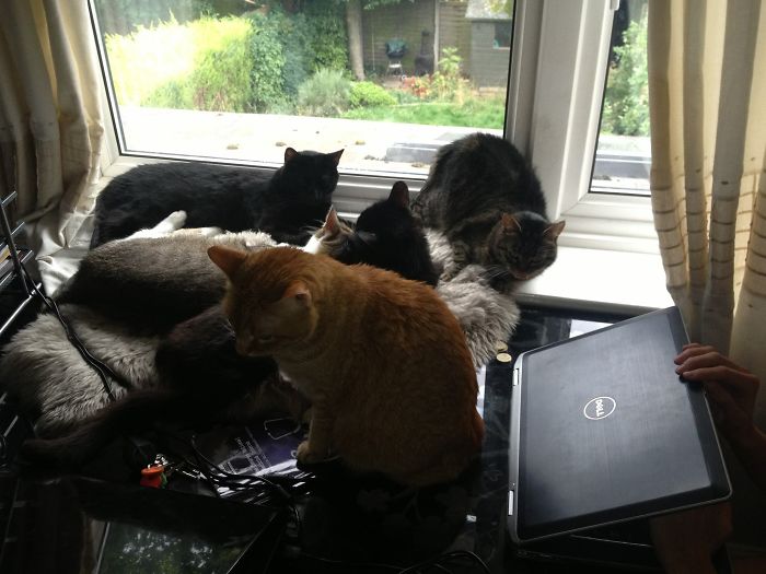 Pet Owners Who Have 3 Or More Pets, Share Your Pics With Us Pet Owners Who Have 3 Or More Pets, Share Your Pics With Us