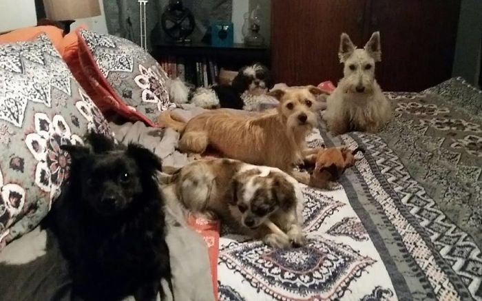 Pet Owners Who Have 3 Or More Pets, Share Your Pics With Us Pet Owners Who Have 3 Or More Pets, Share Your Pics With Us