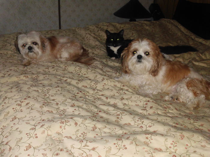 Pet Owners Who Have 3 Or More Pets, Share Your Pics With Us Pet Owners Who Have 3 Or More Pets, Share Your Pics With Us
