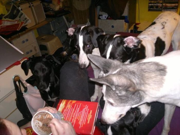 Pet Owners Who Have 3 Or More Pets, Share Your Pics With Us Pet Owners Who Have 3 Or More Pets, Share Your Pics With Us