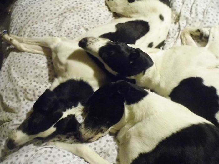 Pet Owners Who Have 3 Or More Pets, Share Your Pics With Us Pet Owners Who Have 3 Or More Pets, Share Your Pics With Us