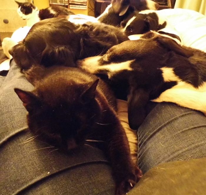 Pet Owners Who Have 3 Or More Pets, Share Your Pics With Us Pet Owners Who Have 3 Or More Pets, Share Your Pics With Us