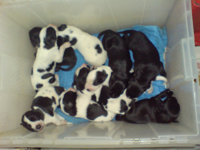 Pet Owners Who Have 3 Or More Pets, Share Your Pics With Us Pet Owners Who Have 3 Or More Pets, Share Your Pics With Us