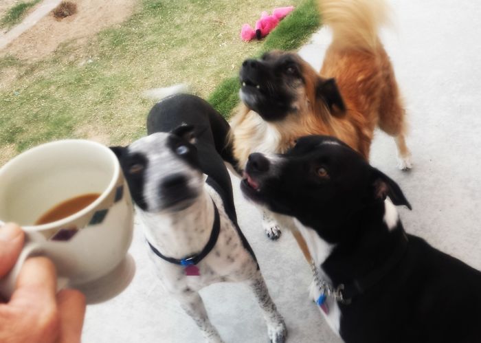 Pet Owners Who Have 3 Or More Pets, Share Your Pics With Us Pet Owners Who Have 3 Or More Pets, Share Your Pics With Us