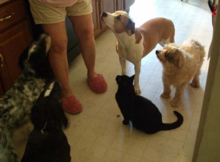 Pet Owners Who Have 3 Or More Pets, Share Your Pics With Us Pet Owners Who Have 3 Or More Pets, Share Your Pics With Us