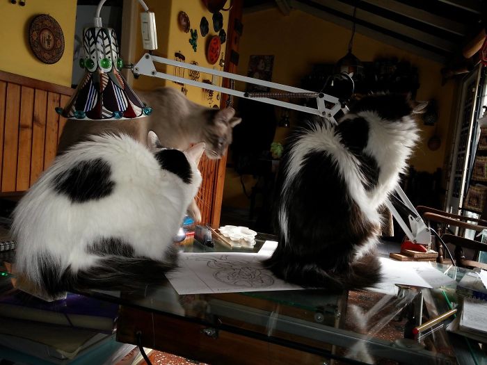 Pet Owners Who Have 3 Or More Pets, Share Your Pics With Us Pet Owners Who Have 3 Or More Pets, Share Your Pics With Us