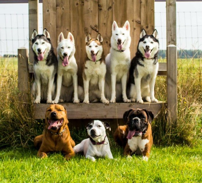 Pet Owners Who Have 3 Or More Pets, Share Your Pics With Us Pet Owners Who Have 3 Or More Pets, Share Your Pics With Us