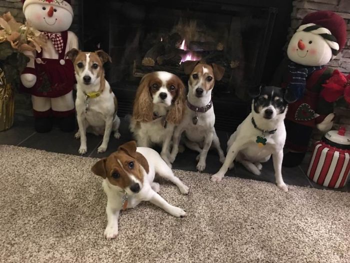 Pet Owners Who Have 3 Or More Pets, Share Your Pics With Us Pet Owners Who Have 3 Or More Pets, Share Your Pics With Us