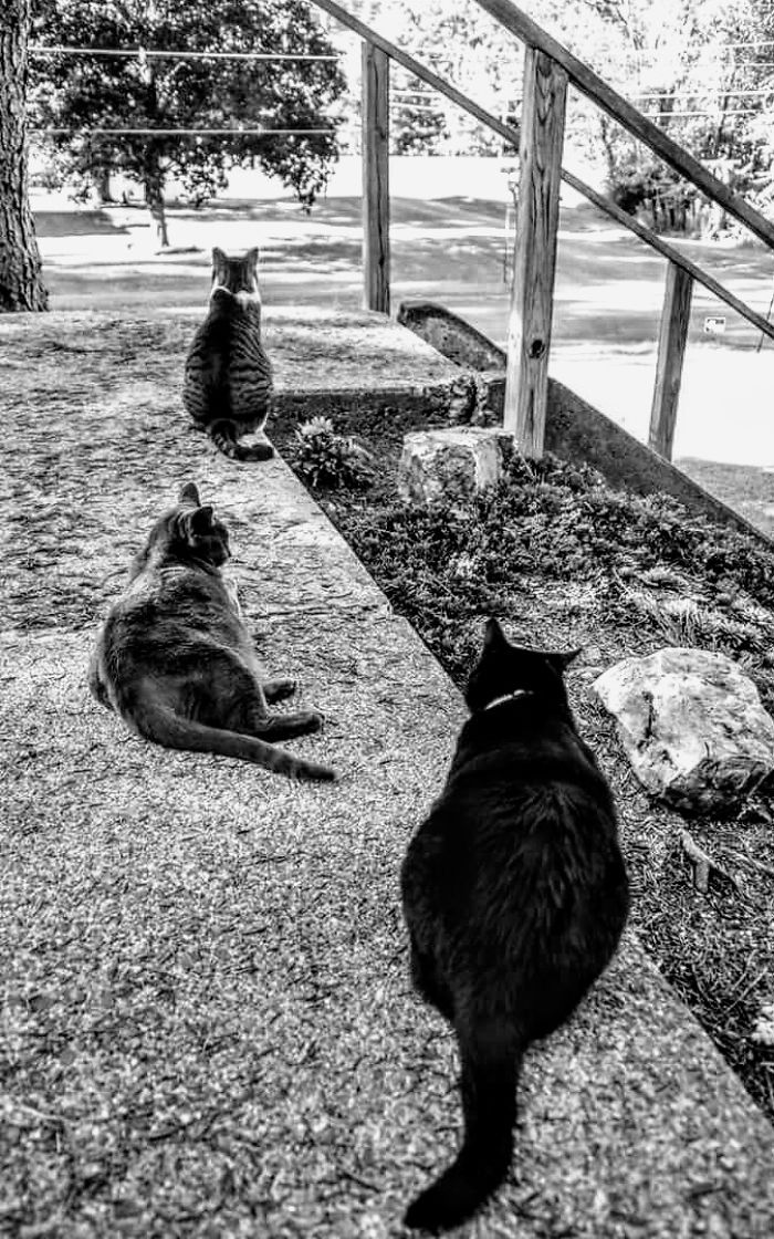 Pet Owners Who Have 3 Or More Pets, Share Your Pics With Us Pet Owners Who Have 3 Or More Pets, Share Your Pics With Us