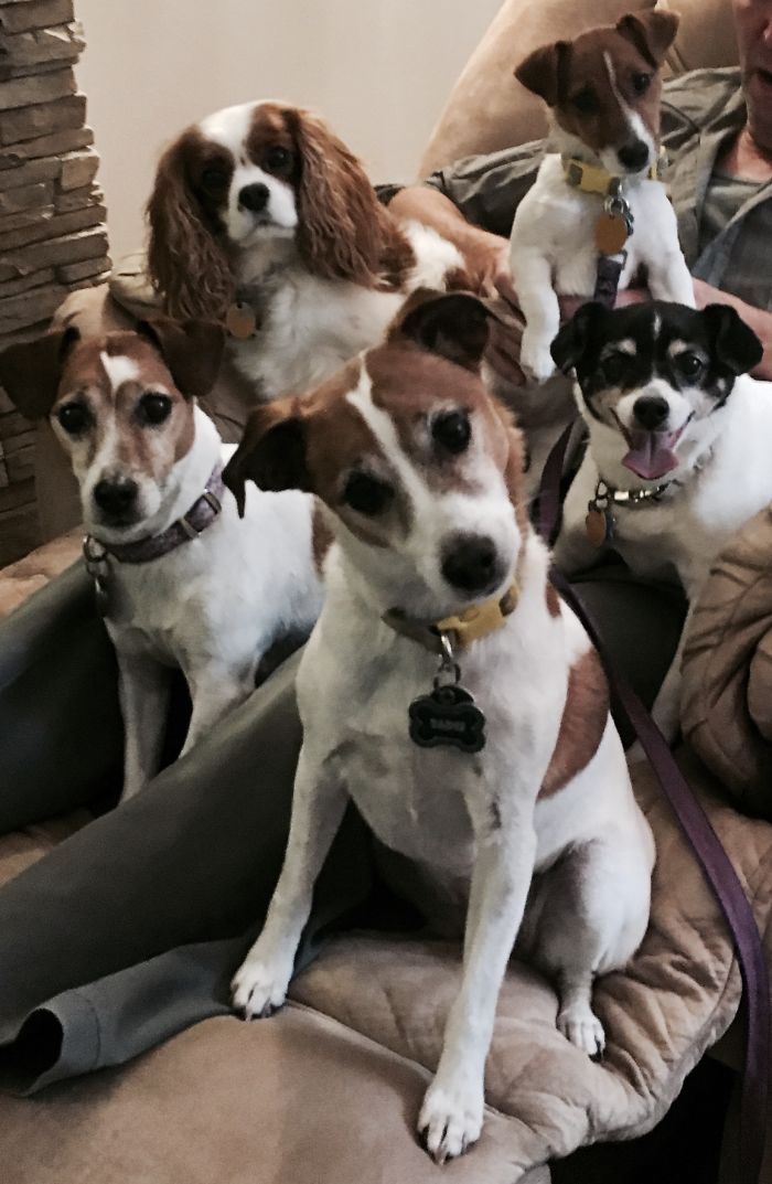 Pet Owners Who Have 3 Or More Pets, Share Your Pics With Us Pet Owners Who Have 3 Or More Pets, Share Your Pics With Us