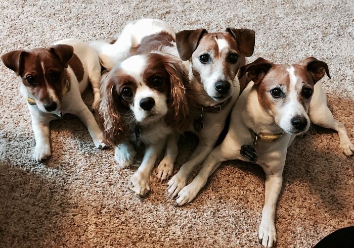 Pet Owners Who Have 3 Or More Pets, Share Your Pics With Us Pet Owners Who Have 3 Or More Pets, Share Your Pics With Us