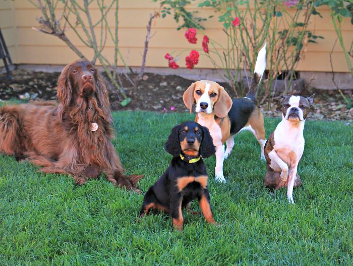 Pet Owners Who Have 3 Or More Pets, Share Your Pics With Us Pet Owners Who Have 3 Or More Pets, Share Your Pics With Us