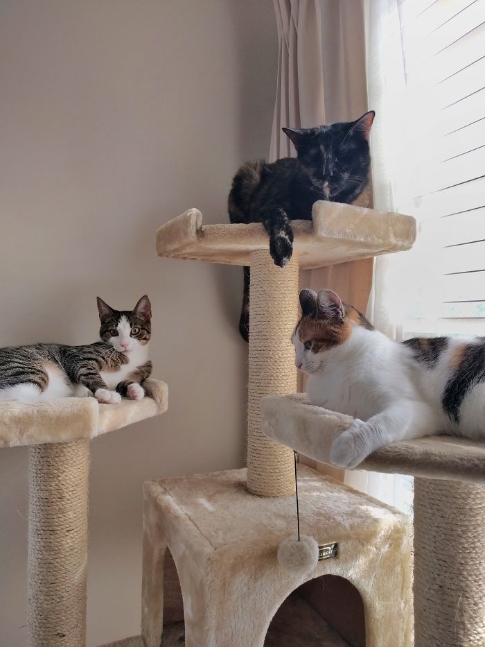 Pet Owners Who Have 3 Or More Pets, Share Your Pics With Us Pet Owners Who Have 3 Or More Pets, Share Your Pics With Us