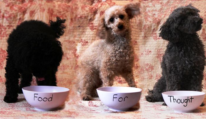 Pet Owners Who Have 3 Or More Pets, Share Your Pics With Us Pet Owners Who Have 3 Or More Pets, Share Your Pics With Us