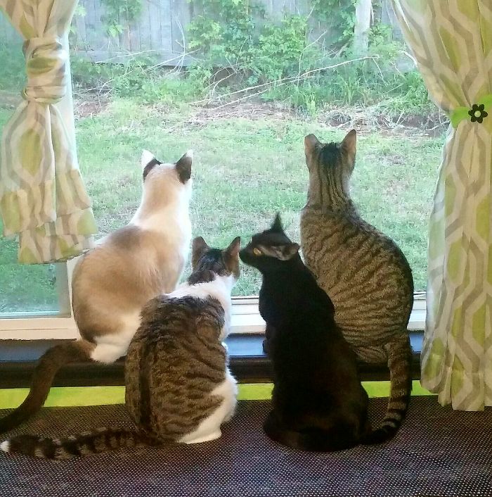 Pet Owners Who Have 3 Or More Pets, Share Your Pics With Us Pet Owners Who Have 3 Or More Pets, Share Your Pics With Us