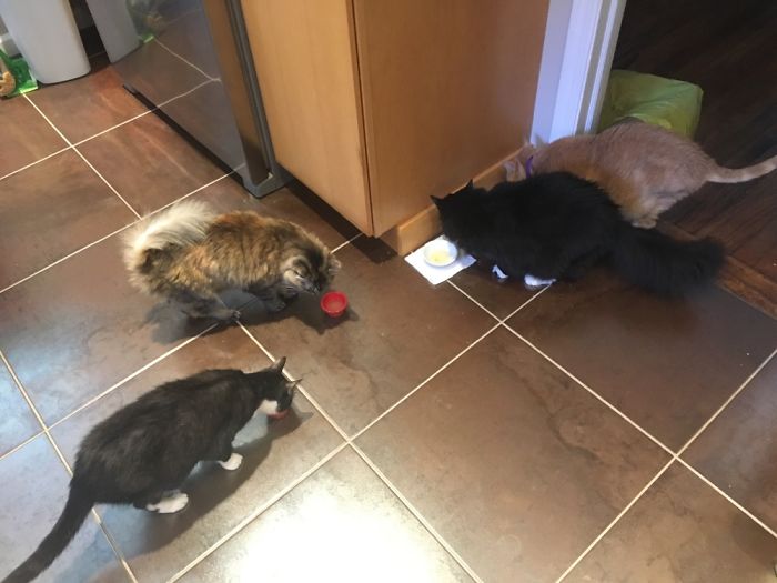 Pet Owners Who Have 3 Or More Pets, Share Your Pics With Us