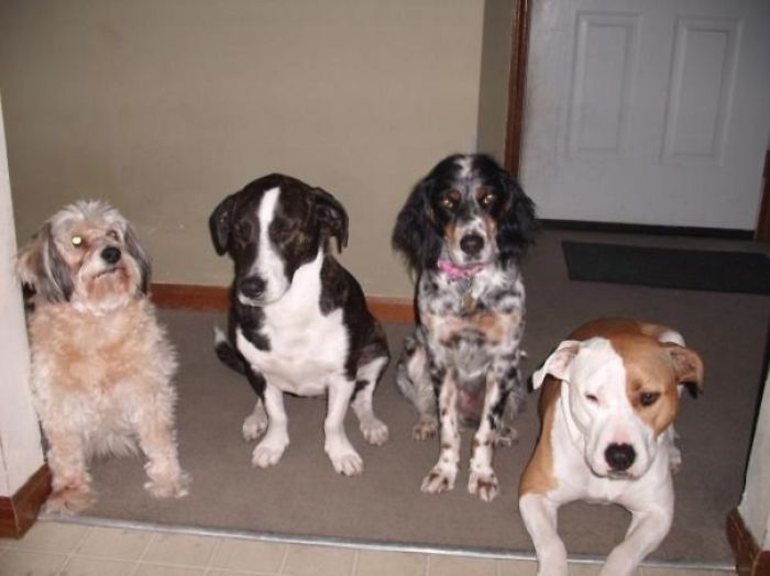 Pet Owners Who Have 3 Or More Pets, Share Your Pics With Us