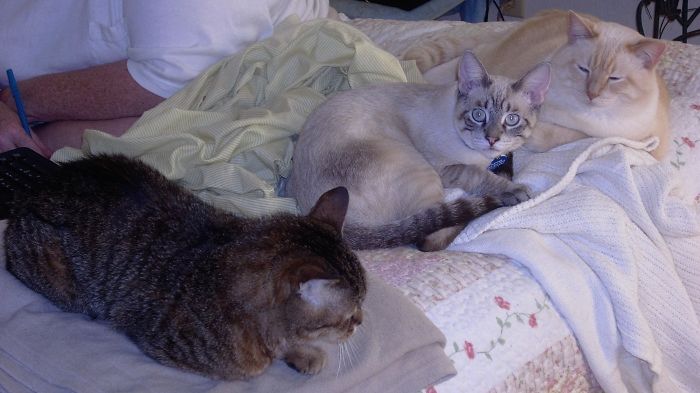 Pet Owners Who Have 3 Or More Pets, Share Your Pics With Us Pet Owners Who Have 3 Or More Pets, Share Your Pics With Us