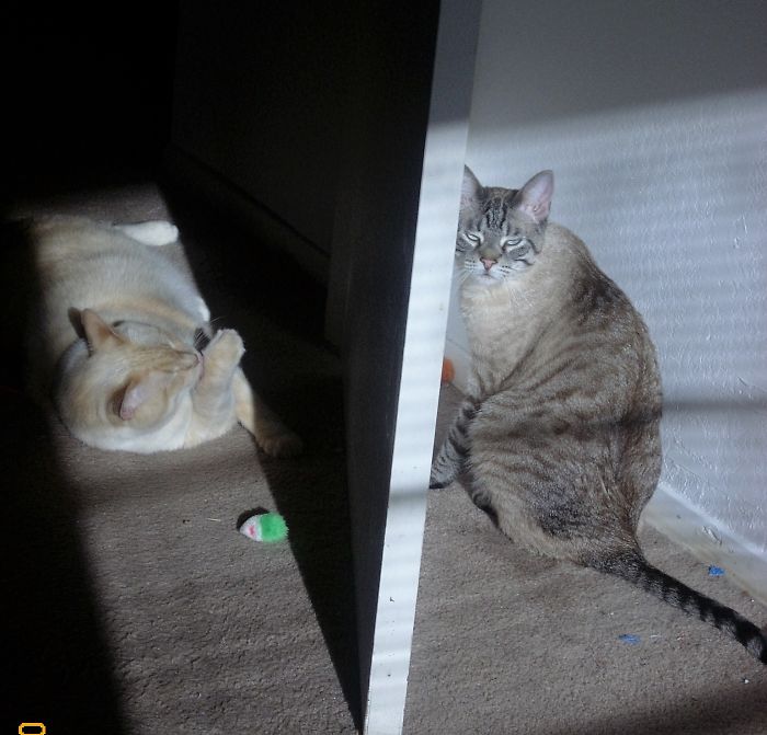 Pet Owners Who Have 3 Or More Pets, Share Your Pics With Us Pet Owners Who Have 3 Or More Pets, Share Your Pics With Us