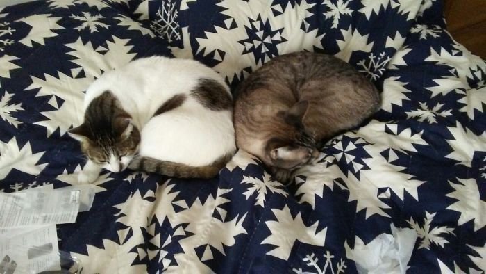 Pet Owners Who Have 3 Or More Pets, Share Your Pics With Us Pet Owners Who Have 3 Or More Pets, Share Your Pics With Us